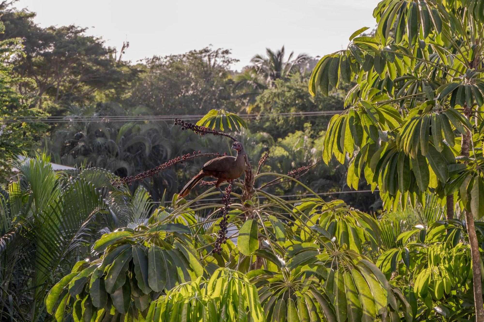 Hotel El Refugio De Sayulita - Health And Wellness House Extérieur photo
